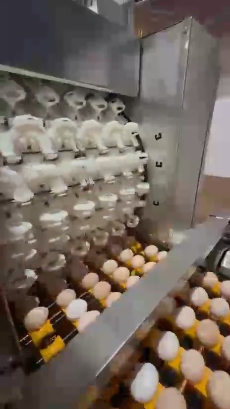 Vakumlu toplama kafası ve tasnif kaselerindeki yumurtalar