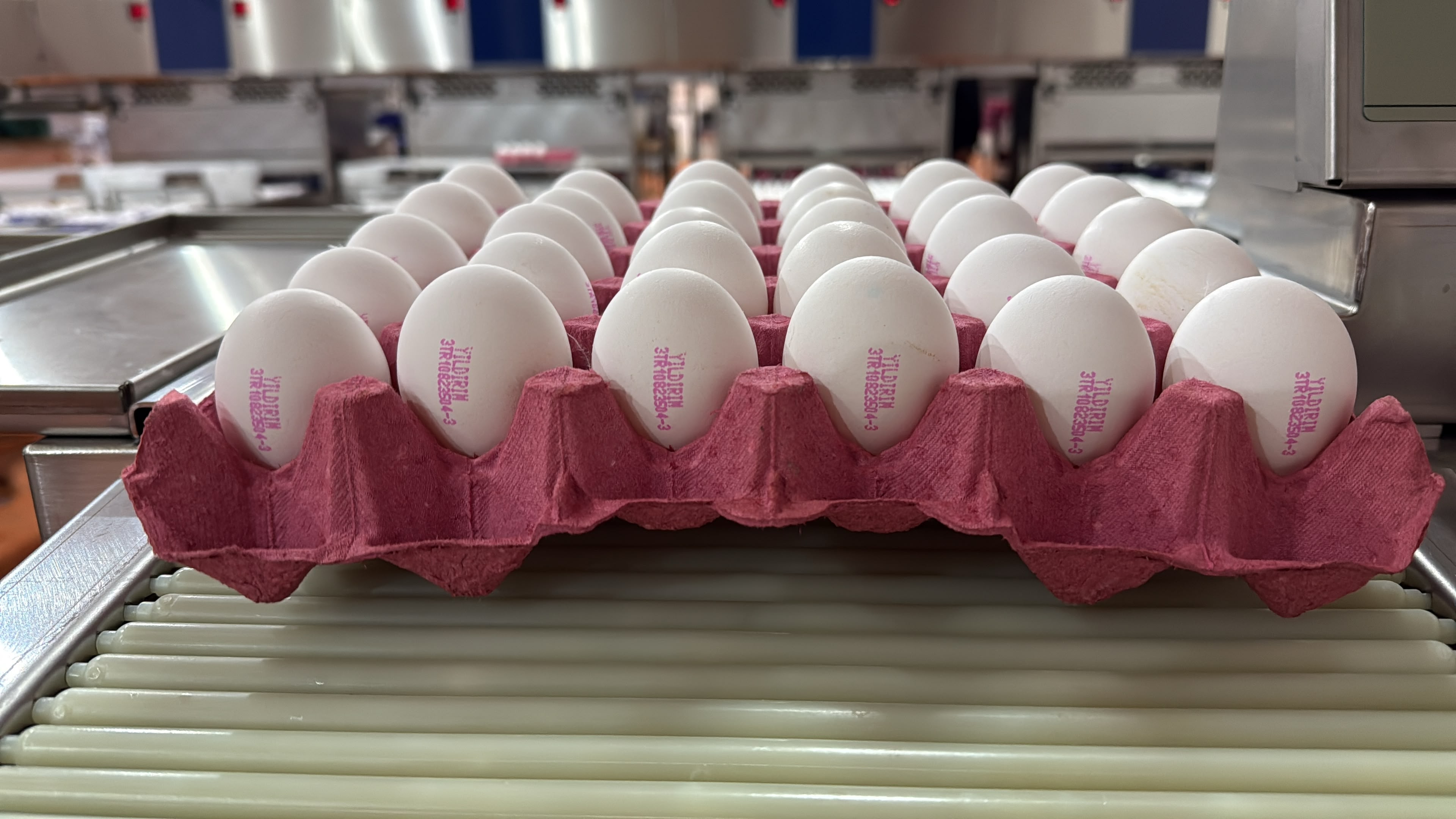 Paketleme hattında viyollere dizilen yumurtalar