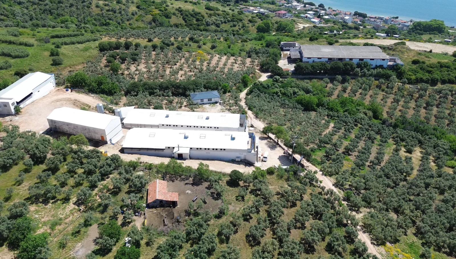 Havadan kümes binaları ve zeytinlikler