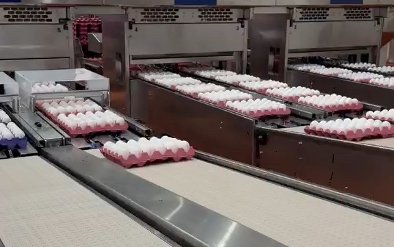 Paketleme hattı ve sevkiyata hazır paletler